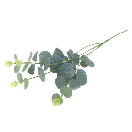 CV34936 EUKALIPTUS GAŁĄZKA
