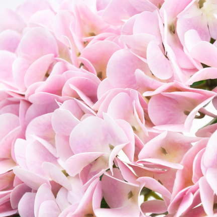Hydrangea bouquet, artificial flowers, real touch, realistic, pink