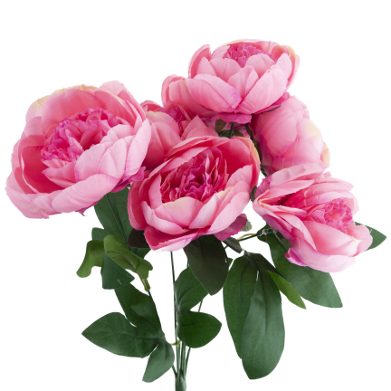 CV38309-2 PEONIA BUKIET X7