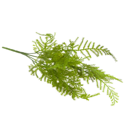 CV38574 BUKIET ZIELONYCH GAŁĄZEK ASZPARAGUS LIŚCIE ZIELEŃ  X5