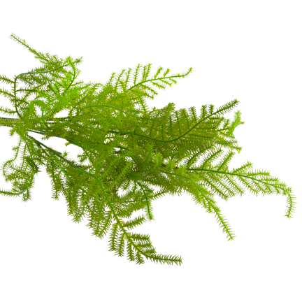 CV38574 BUKIET ZIELONYCH GAŁĄZEK ASZPARAGUS LIŚCIE ZIELEŃ  X5