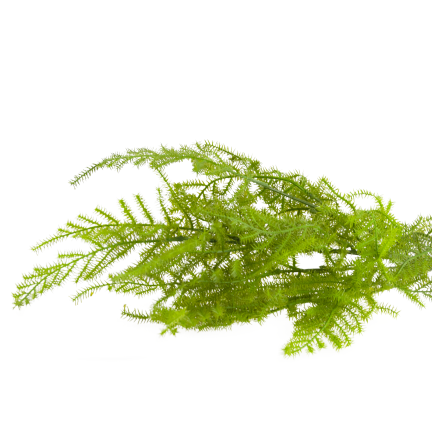 CV38574 BUKIET ZIELONYCH GAŁĄZEK ASZPARAGUS LIŚCIE ZIELEŃ  X5