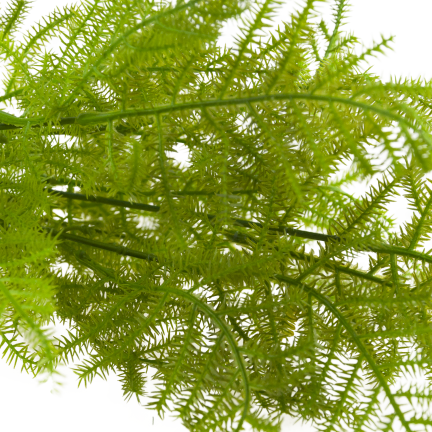 CV38574 BUKIET ZIELONYCH GAŁĄZEK ASZPARAGUS LIŚCIE ZIELEŃ  X5