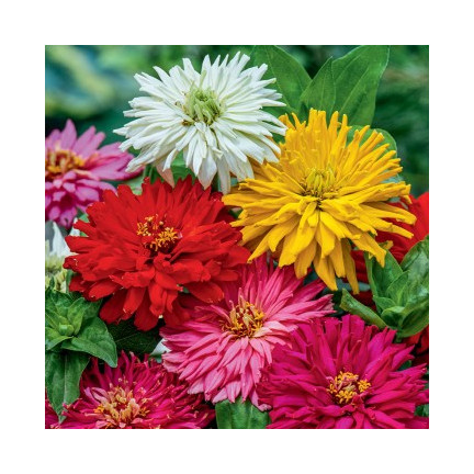 R2070 CHRYSANTHEMENMISCHUNG SAMENSCHNITTBLUMEN MULTI-BLOOM FÜR HÖHERE BEETE1G