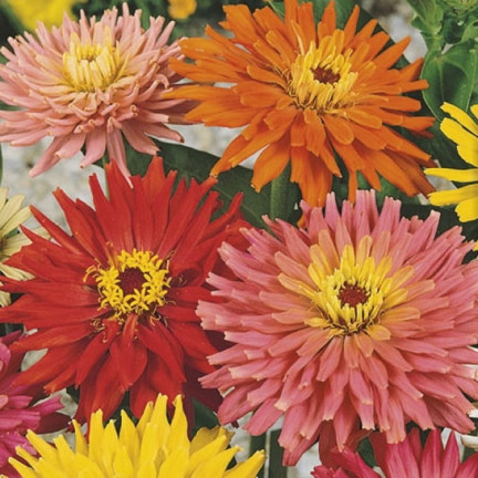 R2070 CHRYSANTHEMENMISCHUNG SAMENSCHNITTBLUMEN MULTI-BLOOM FÜR HÖHERE BEETE1G