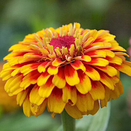 R2069 CYNIA PERSKA NASIONA MIX WIELOBARWNE PEŁNE RABATY KWIETNIKI na KWIATY CIĘTE