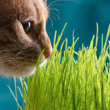 Cat grass, grass seed mix, Kici Mix, Toraf 30g