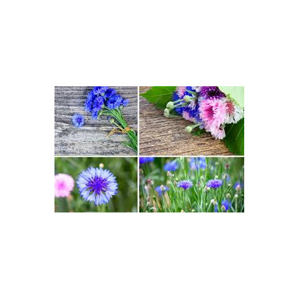 R2068 CHABER BŁAWATEK MIX CHABRY nasiona, kwiaty jadalne MIODODAJNE KOLOROWE