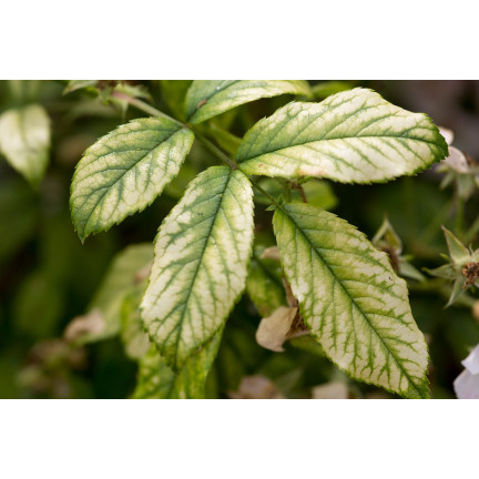 SUM41 Help Plant MG Hořčík na choroby rostlin 20 g Sumin