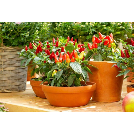 R2199 Ornamental Pepper Mix, Annual, Assorted Colors, Balcony, Capsicum annuum L.