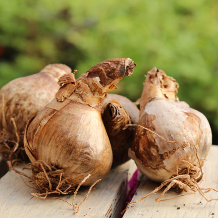 BULB8 NARZISSEN GROSSPACKUNG MIX BLUMENZWIEBELN BLUMENZWIEBELN