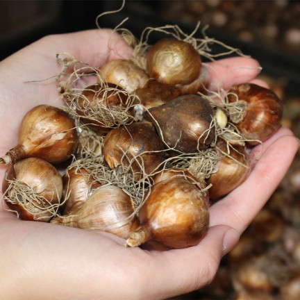 Narcyz botaniczny polski Canaliculatus, cebulki kwiatowe, 50szt. cebulek