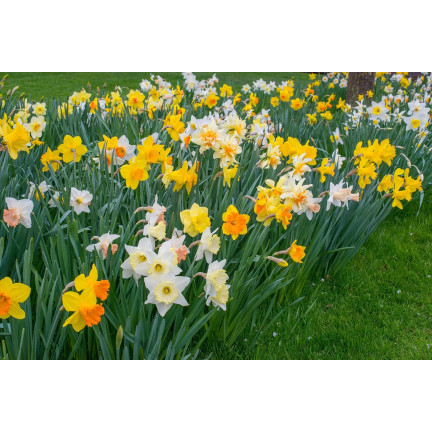 BULB8 NARZISSEN GROSSPACKUNG MIX BLUMENZWIEBELN BLUMENZWIEBELN