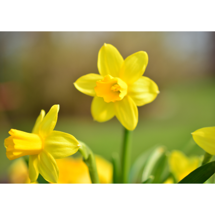 CEB9 NARZISSE NARZISSE SÜSSE BLUMENZWIEBEL BLUMENZWIEBELN