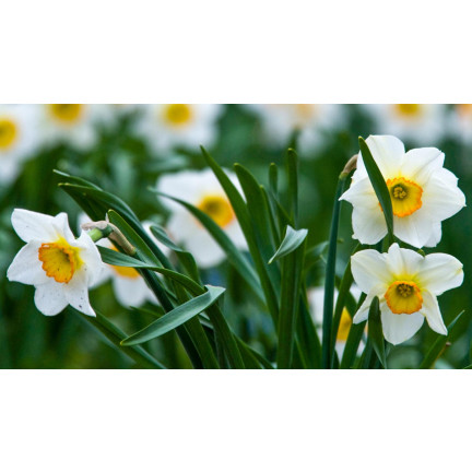 Narcyz botaniczny polski Canaliculatus, cebulki kwiatowe, 50szt. cebulek