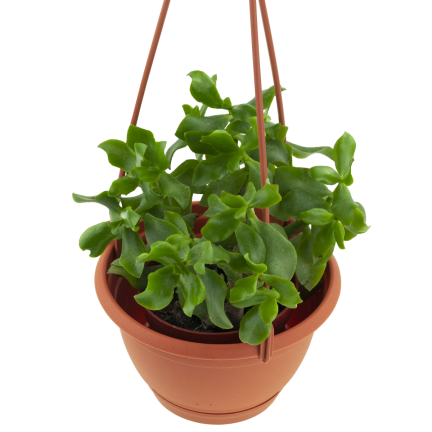 DAGW1-R624 Hanging Planter with Hook and Bracket, Terracotta, Round Hanging Balcony Planter with Hook for Flowers