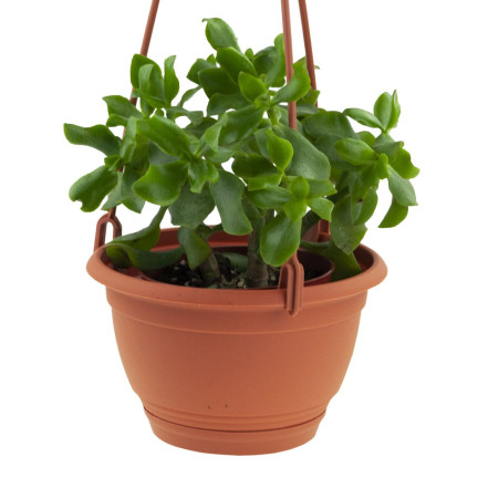 DAGW5-R624 27 cm round hanging balcony planter with hook, 4.5 L