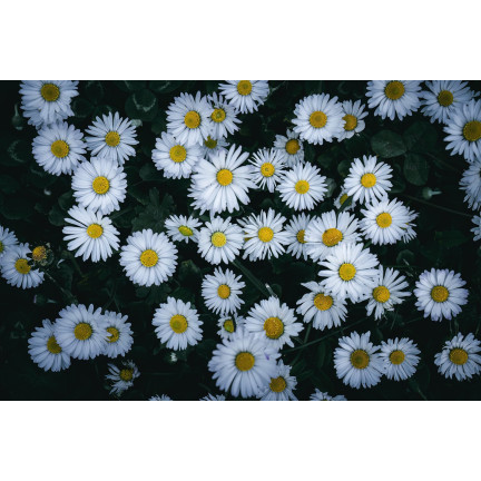 R4638 LUČNÍ SEDMIKRÁSKA BÍLÁ TRÁVNÍKOVÁ SEDMIKRÁSKA KVĚTINOVÁ SEMENA 0,2G