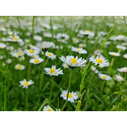 R4638 LUČNÍ SEDMIKRÁSKA BÍLÁ TRÁVNÍKOVÁ SEDMIKRÁSKA KVĚTINOVÁ SEMENA 0,2G