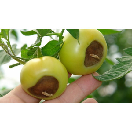 SUM38 HELP PLANT CA KAPALNÉ VÁPENATÉ HNOJIVO PRO STROMY KEŘE OVOCE ZELENINA 20ML SUMIN
