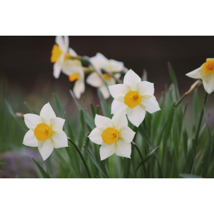 Narcyz botaniczny polski Canaliculatus, cebulki kwiatowe, 50szt. cebulek