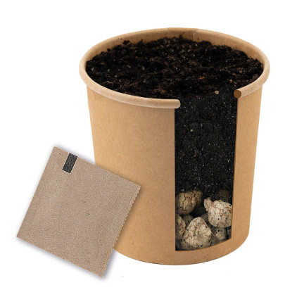 D1232 TORAF MOOSIGE PAULOWNIA SAUERSTOFFBAUM KIT MIT TOPF