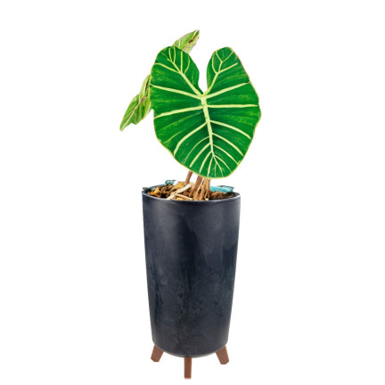 DGTL200E-S433 Gracia Slim Concrete-Effect Flower Pot with Concrete-Effect Legs