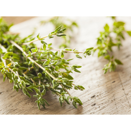 Z3035 TYMIÁN SPRÁVNÁ SEMENA BYLIN KOŘENÍ AROMATICKÉ 0,3G