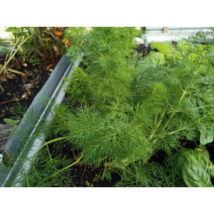 W1093 DILL DILLSAMEN FRÜH ZUM BEIZEN 5G