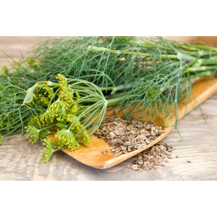 W1093 DILL DILLSAMEN FRÜH ZUM BEIZEN 5G
