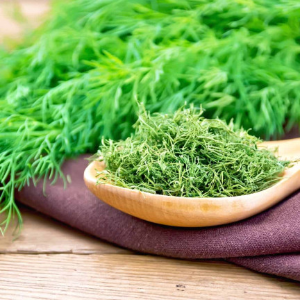 W1093 DILL DILLSAMEN FRÜH ZUM BEIZEN 5G