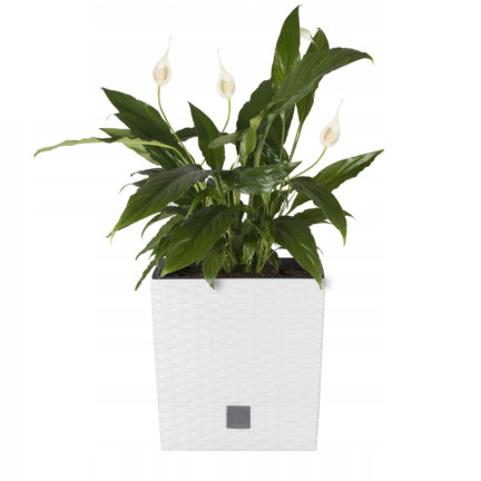 DRTS325L-S449 White Square Rattan Planter, White Rato Low Square Planter, Large Square Rattan Balcony Planter