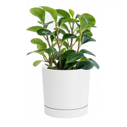 DPOP350-S449 TOPF TUBO P WEISS