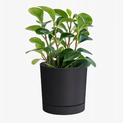 DPOP350-S433 TUBO P ANTHRAZIT BLUMENTOPF