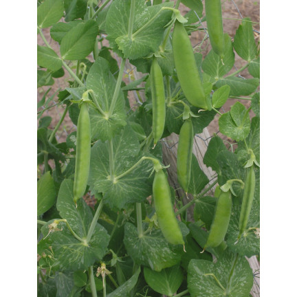 W0746 SCHALERBSE SECHS WOCHEN ALTES SAATGUT 50G SCHNELLE ERNTE