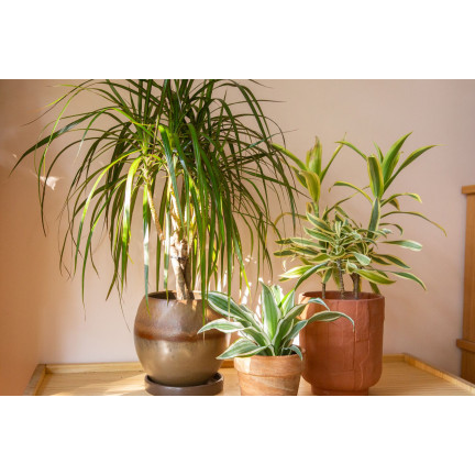 BIO9 ERDE FÜR PALMEN YUCCA DRACAENA 5L SUBSTRAT FÜR GRÜNPFLANZEN MIT BIOVITA DÜNGER