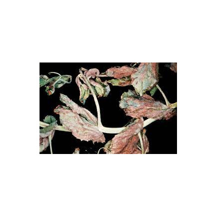 SUM49 PROPLANT 722SL 100ml Fungizid gegen Phytophthora-Pilz