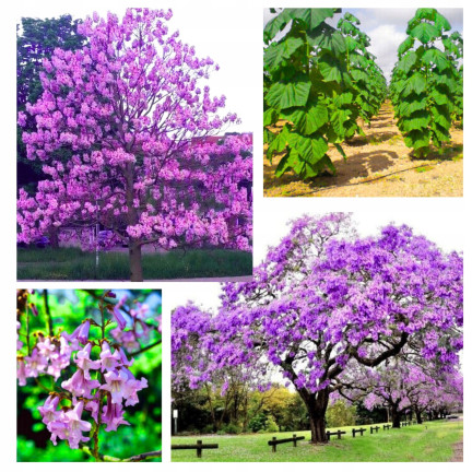  Imperial Paulownia (oxygen tree) CO2
