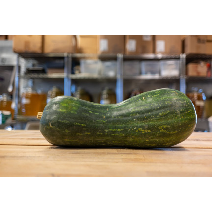 W1245 DÝNĚ MÁSLOVÁ CUCURBITA MOSCHATA JEMNÁ PŘÍCHUŤ DÝŇOVÁ SEMÍNKA 5G