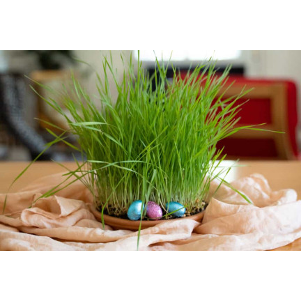 R3365 VELIKONOČNÍ DEKORACE Z OVESNÝCH SEMÍNEK DEKORACE NA VELIKONOČNÍ STŮL 30G