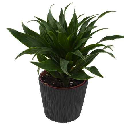 DSR220-S433 Decorative openwork planter, 22.5 cm, Sandy Anthracite, with 5-liter insert
