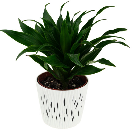DSR220-S449: Large 5-liter white decorative round openwork planter with inner pot