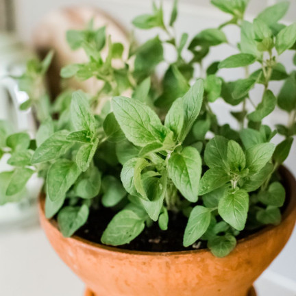 Z3026 OREGANO OREGANO BYLINNÁ SEMENA AROMATICKÁ BYLINA DO KAŽDÉ KUCHYNĚ 0,5G