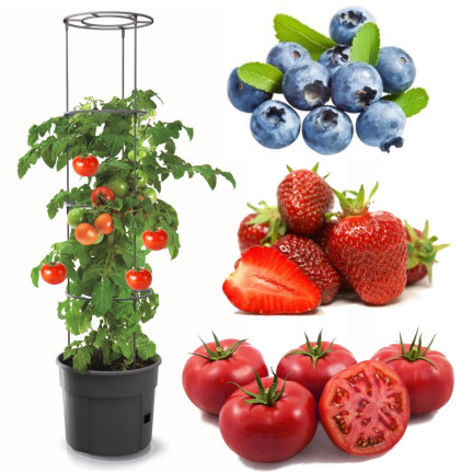 IPOM300-S433 TOMATENZÜCHTER-TOPF TOMATENZÜCHTER-TOPF