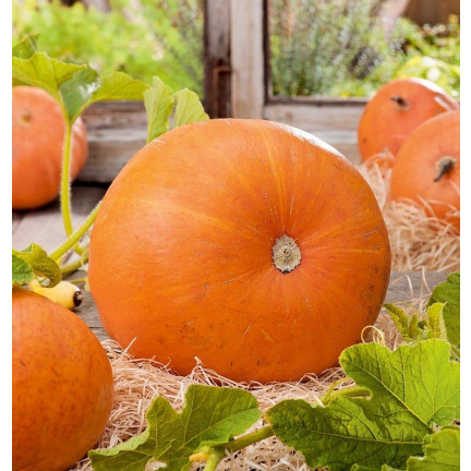 W1038 DÝNĚ GOLIAS CUCURBITA MAXIMA SEMENA PLODY DÝNĚ DO 30KG 4G