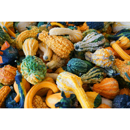W7059 Little Indian ornamental pumpkin, mixed pumpkin seeds, various colors and shapes of pumpkins, 2g pumpkin seeds