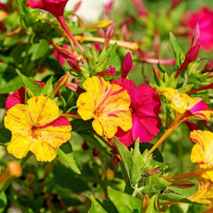 R2093 DZIWACZEK 2G nasiona kwiaty TORAF  kolor wielobarwny rabaty fluorescencyjny