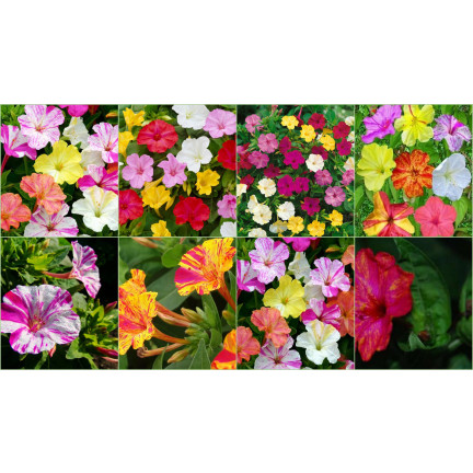 R2093 DZIWACZEK 2G nasiona kwiaty TORAF  kolor wielobarwny rabaty fluorescencyjny