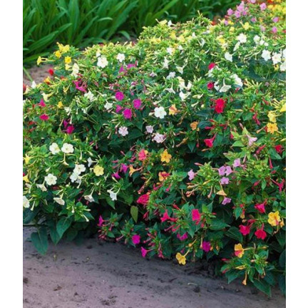 R2093 DZIWACZEK 2G nasiona kwiaty TORAF  kolor wielobarwny rabaty fluorescencyjny