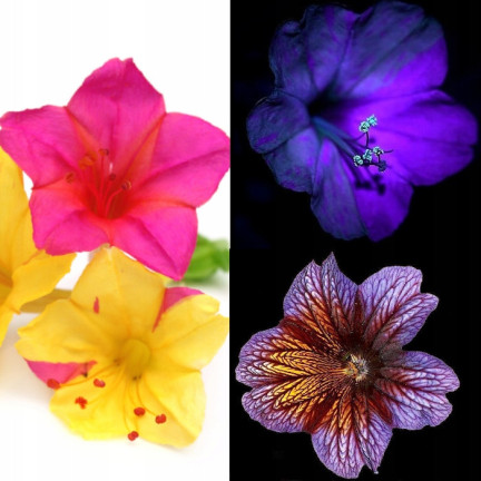 R2093 DZIWACZEK 2G nasiona kwiaty TORAF  kolor wielobarwny rabaty fluorescencyjny